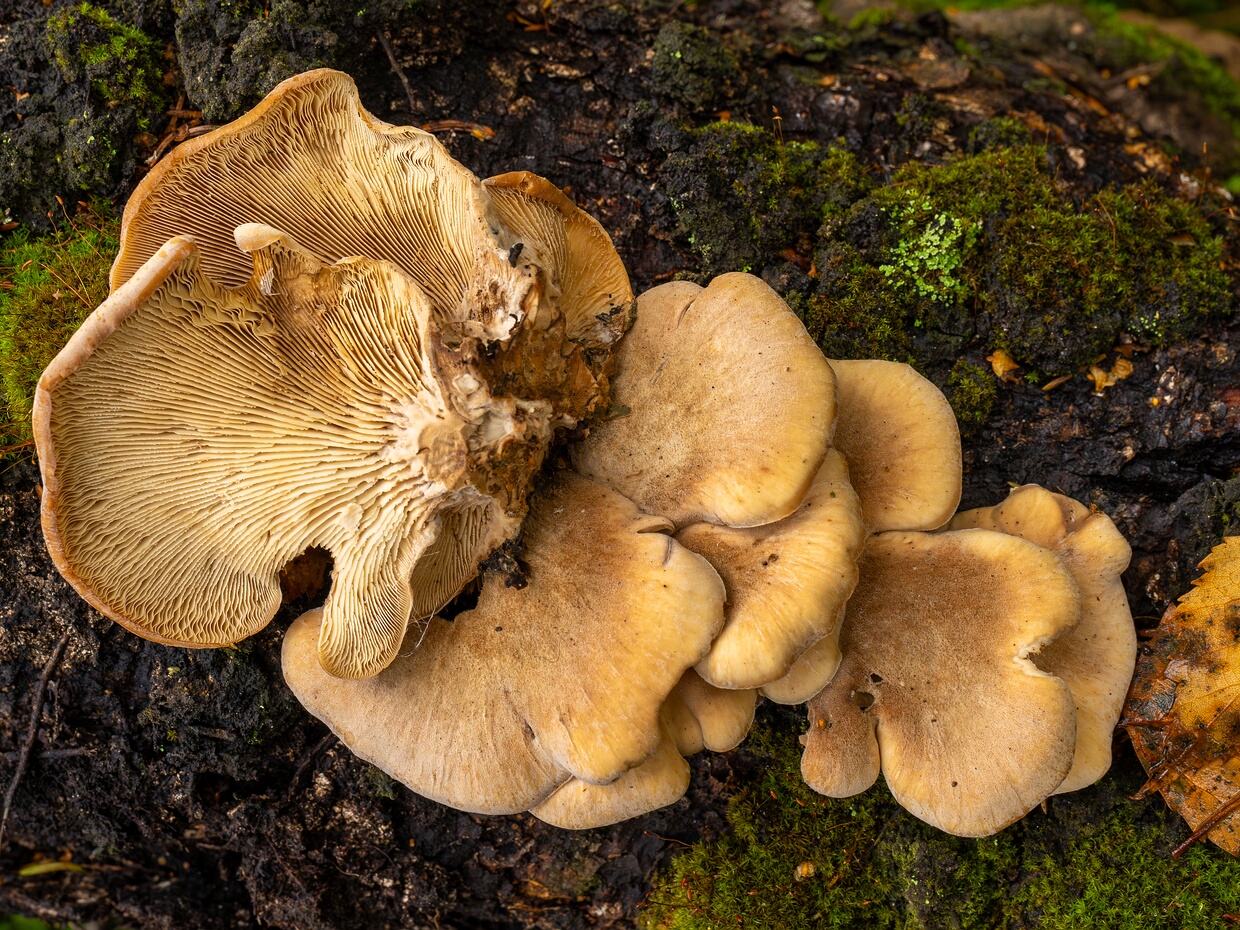 Аурискальпиевые - Auriscalpiaceae The Auriscalpiaceae are a family of fungi in the order Russulales. Like much of the Russulales, it has been defined...