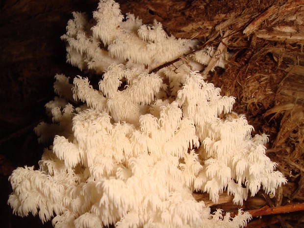 Герициевые - Hericiaceae The Hericiaceae are a family of fungi in the order Russulales. The best known genus is Hericium, species of which are...