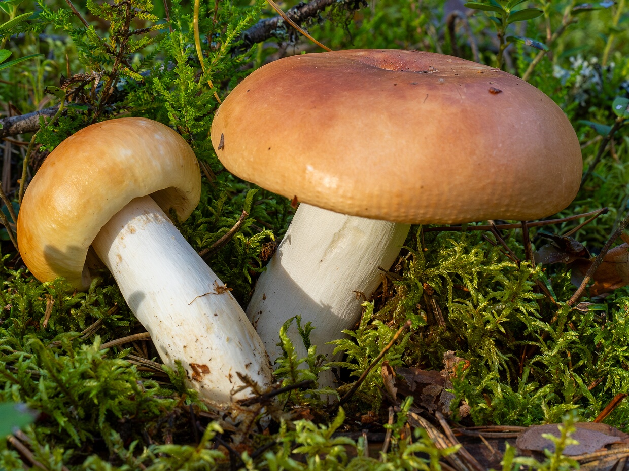Сыроежковые - Russulaceae The Russulaceae are a diverse family of fungi in the order Russulales, with roughly 1,900 known species and a worldwide...