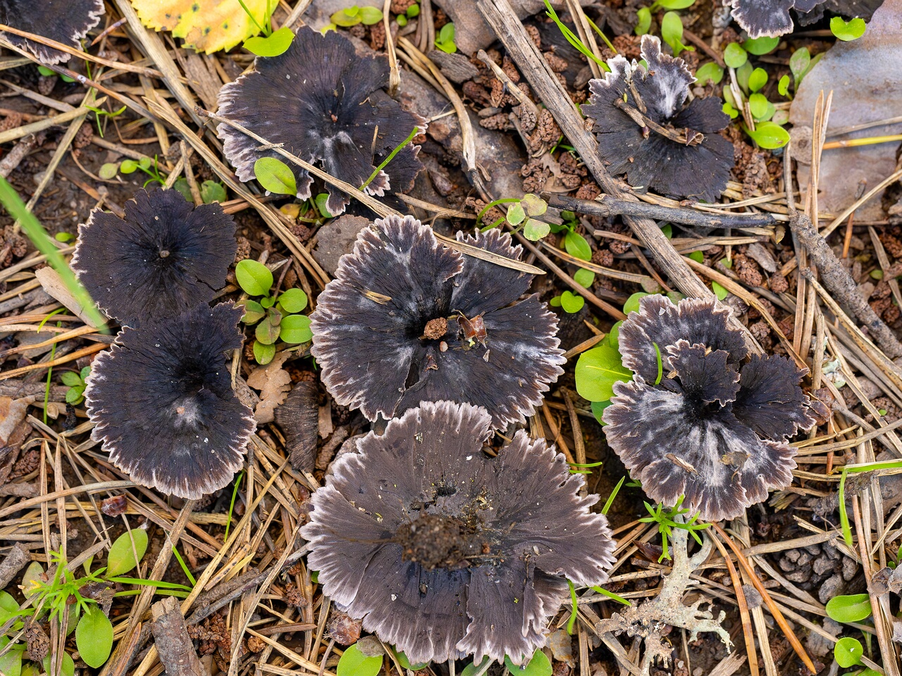 !Thelephora caryophyllea _2026-07-11_1-7