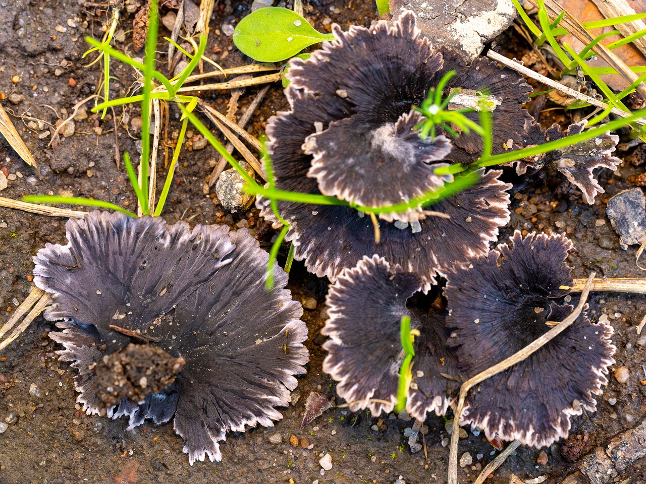 Thelephora caryophyllea _2026-07-11_1-5