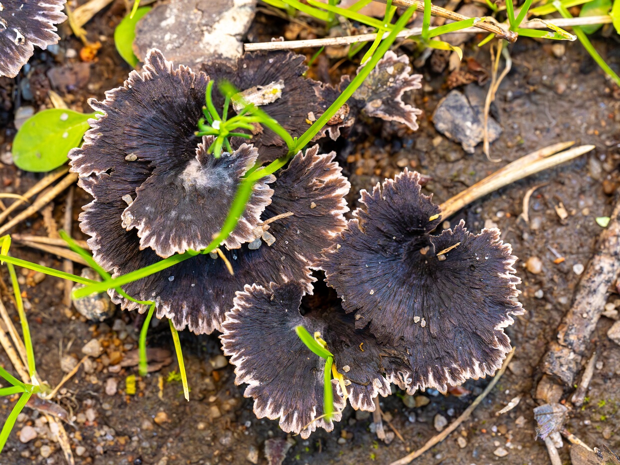 Телефора гвоздичная - Thelephora caryophyllea
