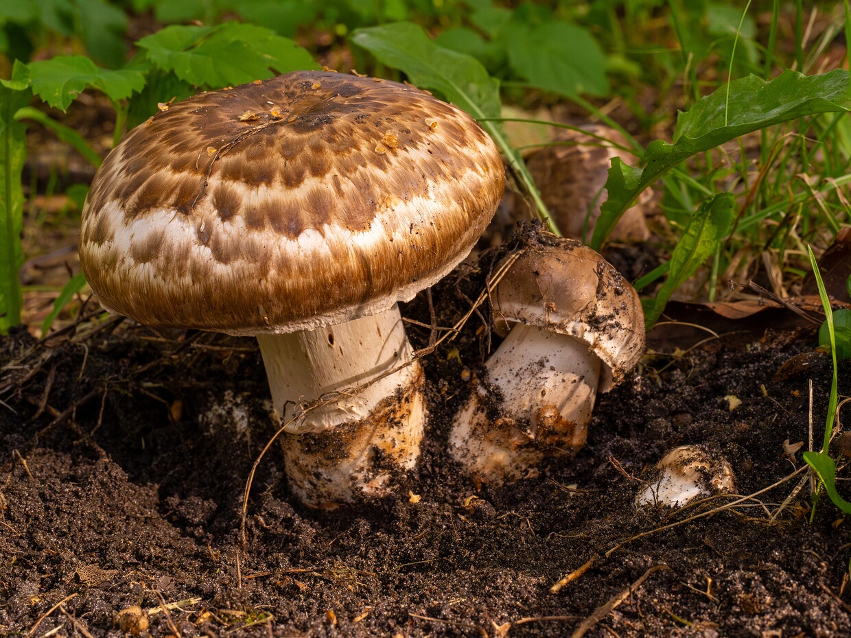 Agaricomycetes - Агарикомицеты - Gilled Fungi - Blätterpilze Agaricales is an order of fungi that includes the gilled mushrooms, as well as several other types of fungi with diverse...