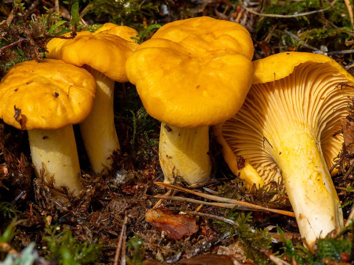 Лисичковые - Cantharellales The Cantharellales are an order of fungi in the class Agaricomycetes. The order includes not only the chanterelles...