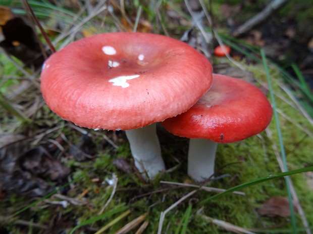 Сыроежковые - Russulales The Russulales are an order of the Agaricomycetes, (which include the agaric genera Russula and Lactarius and their...