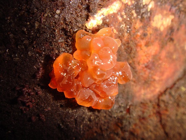 Дакримицес золотистоспоровый - Dacrymyces chrysospermus