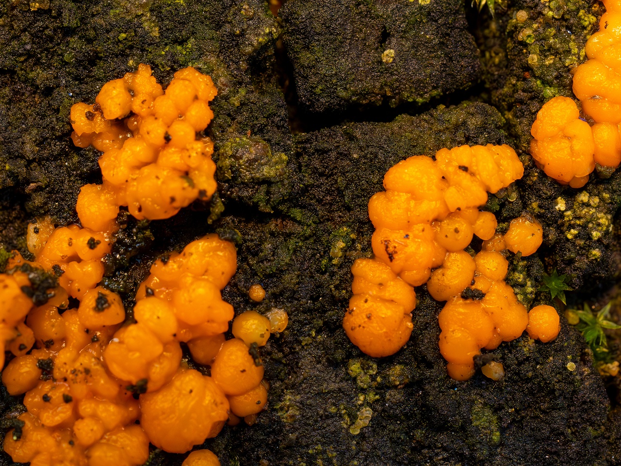 Dacrymyces stillatus _2025-11-23_1-13