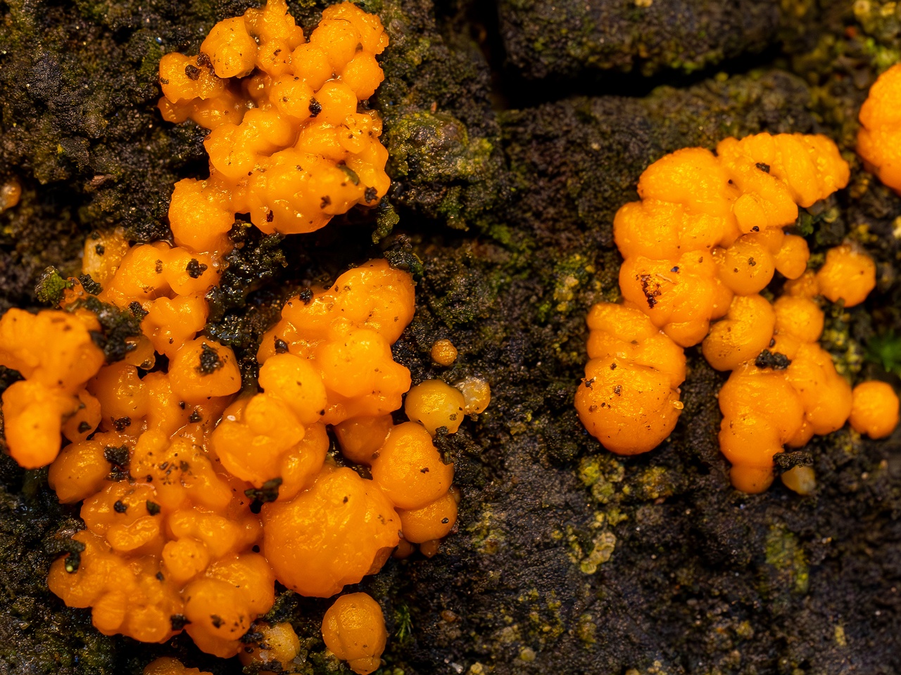 Dacrymyces stillatus _2025-11-23_1-15