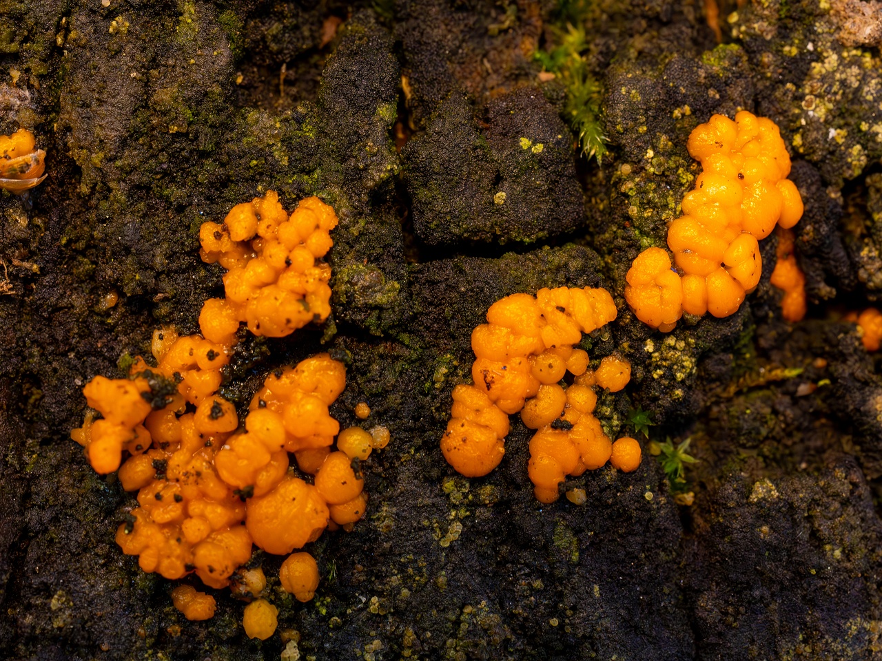 Dacrymyces stillatus _2025-11-23_1-19