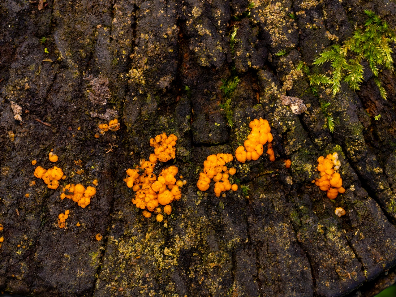 Dacrymyces stillatus _2025-11-23_1-2