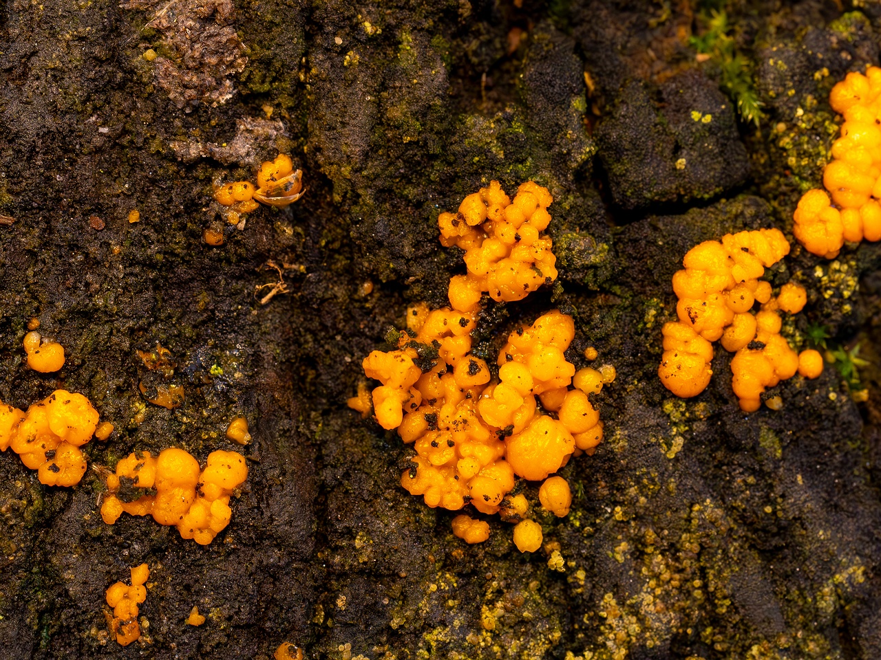 Dacrymyces stillatus _2025-11-23_1-20