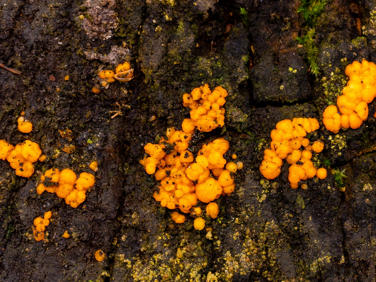 Dacrymyces stillatus _2025-11-23_1-3