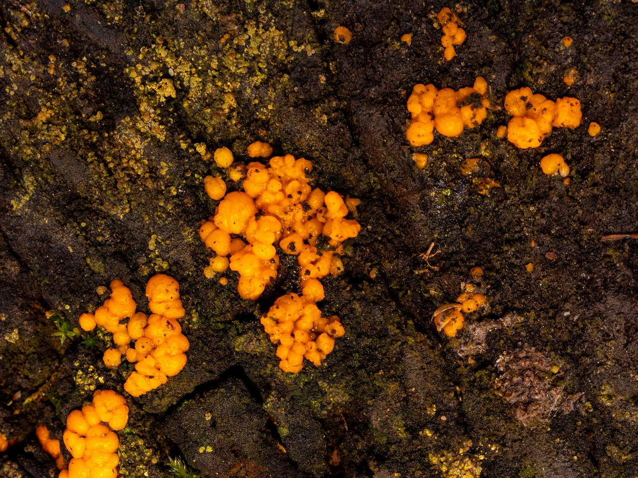 Dacrymyces stillatus _2025-11-23_1-4