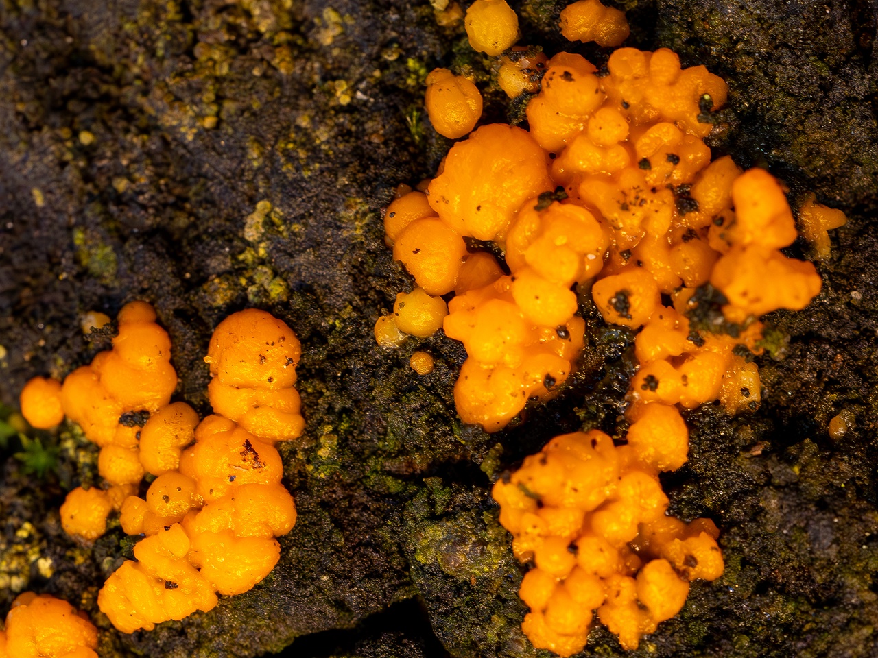Dacrymyces stillatus _2025-11-23_1-6