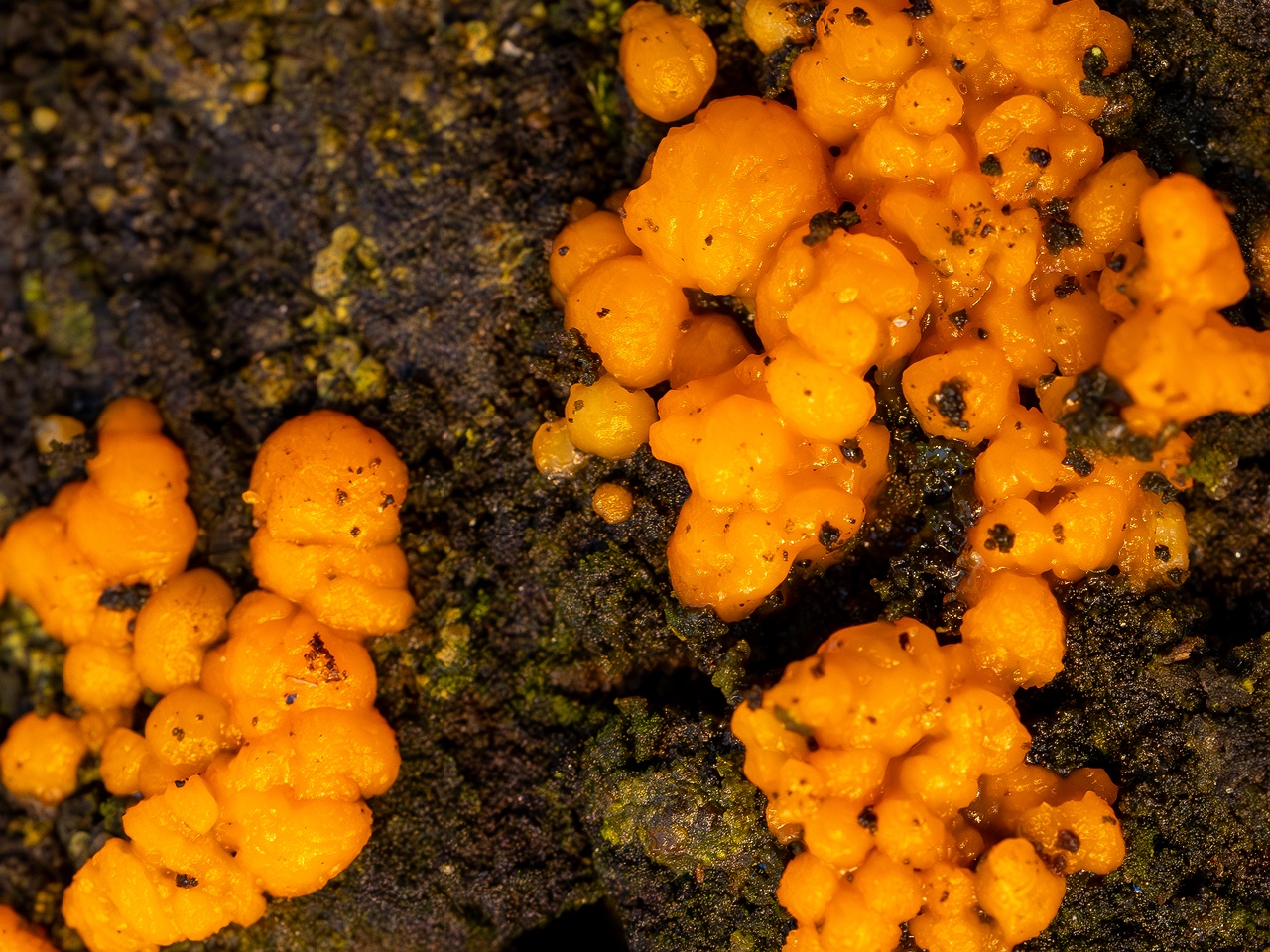 Dacrymyces stillatus _2025-11-23_1-7