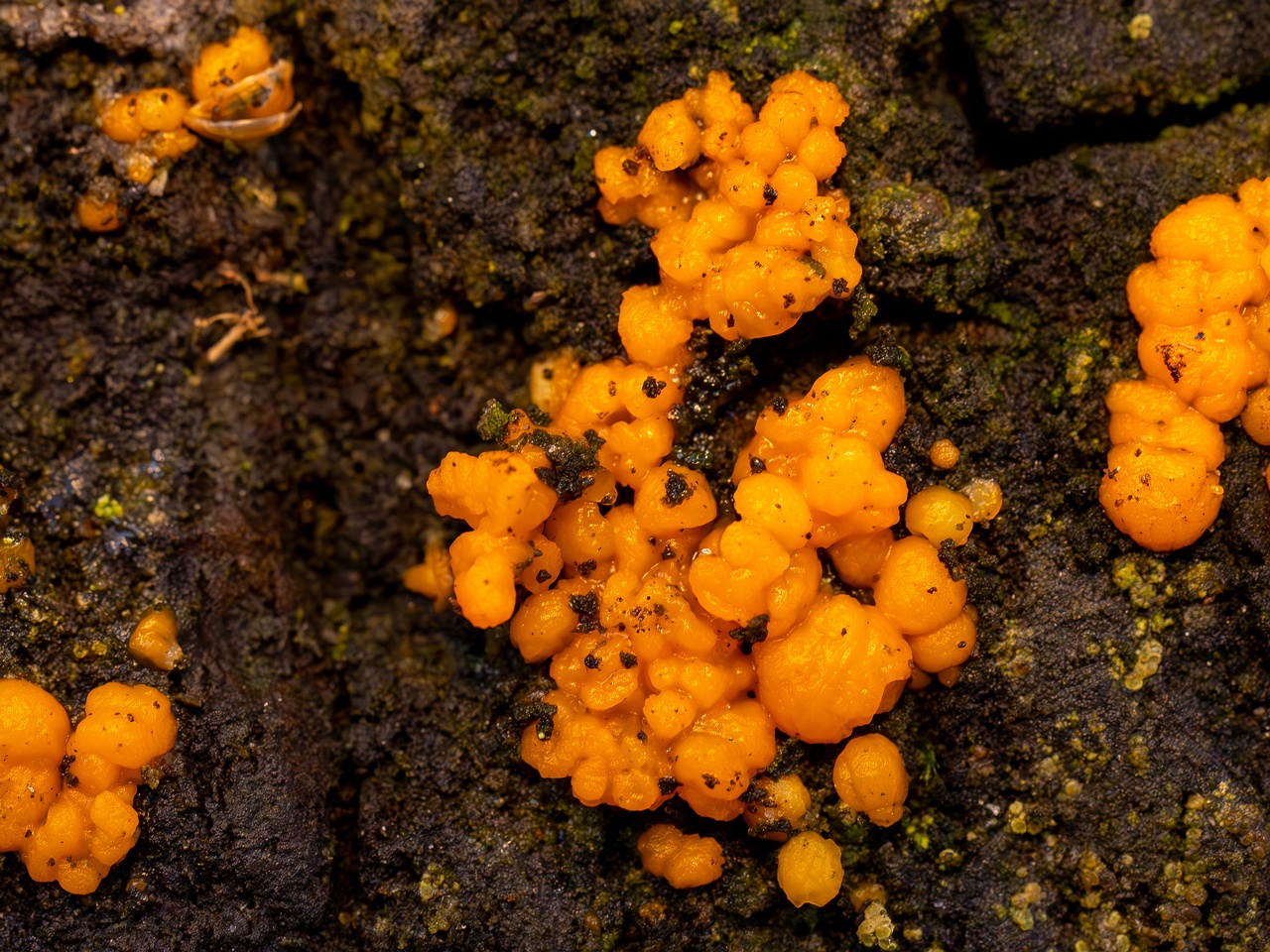 Dacrymyces stillatus _2025-11-23_1-9