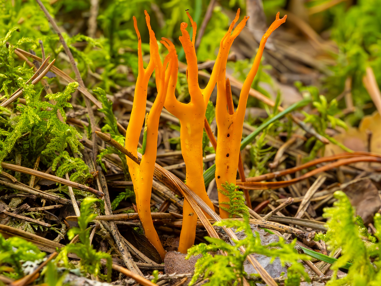 calocera-viscosa_2023-09-10_1-1