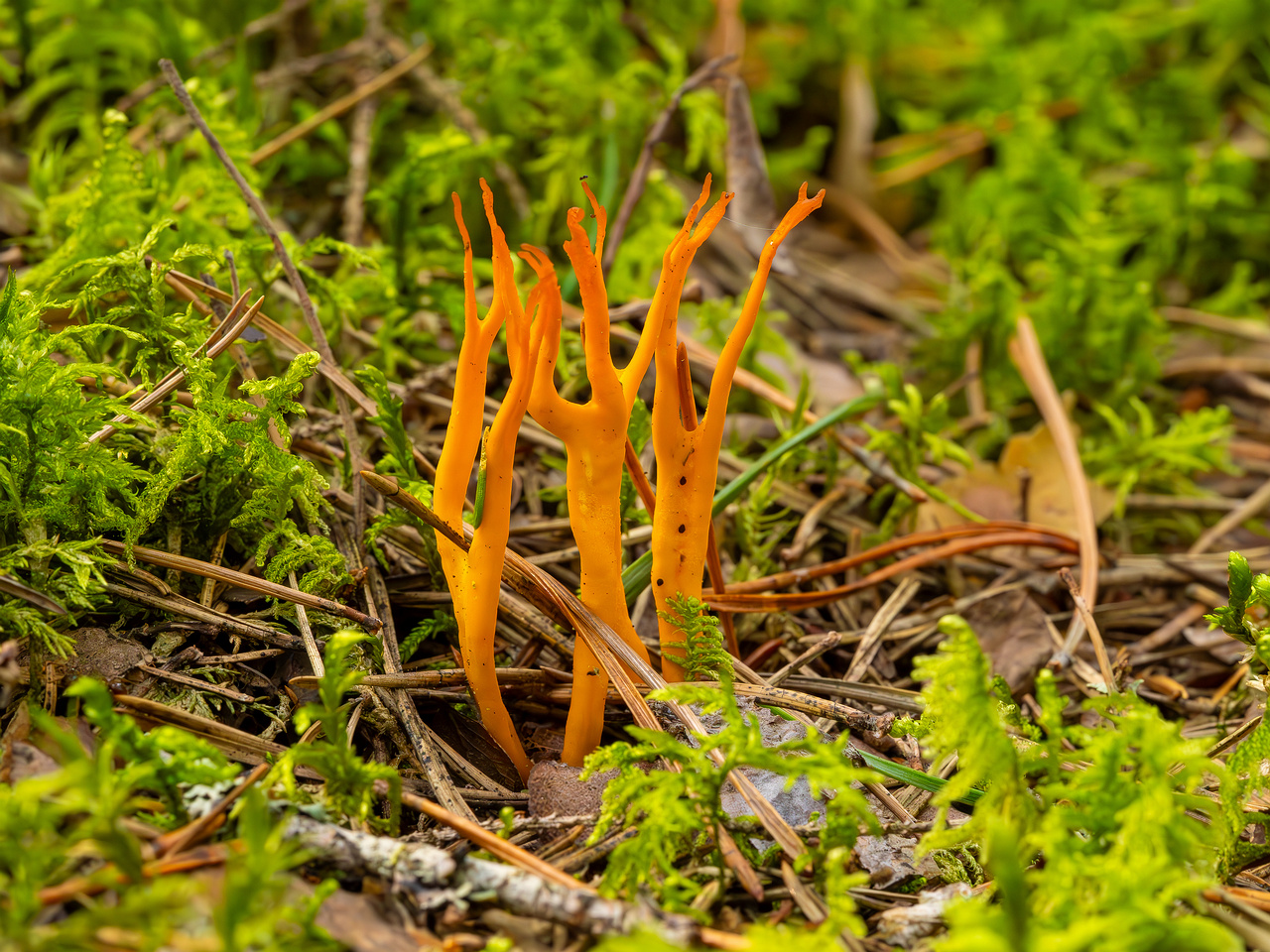 calocera-viscosa_2023-09-10_1-2