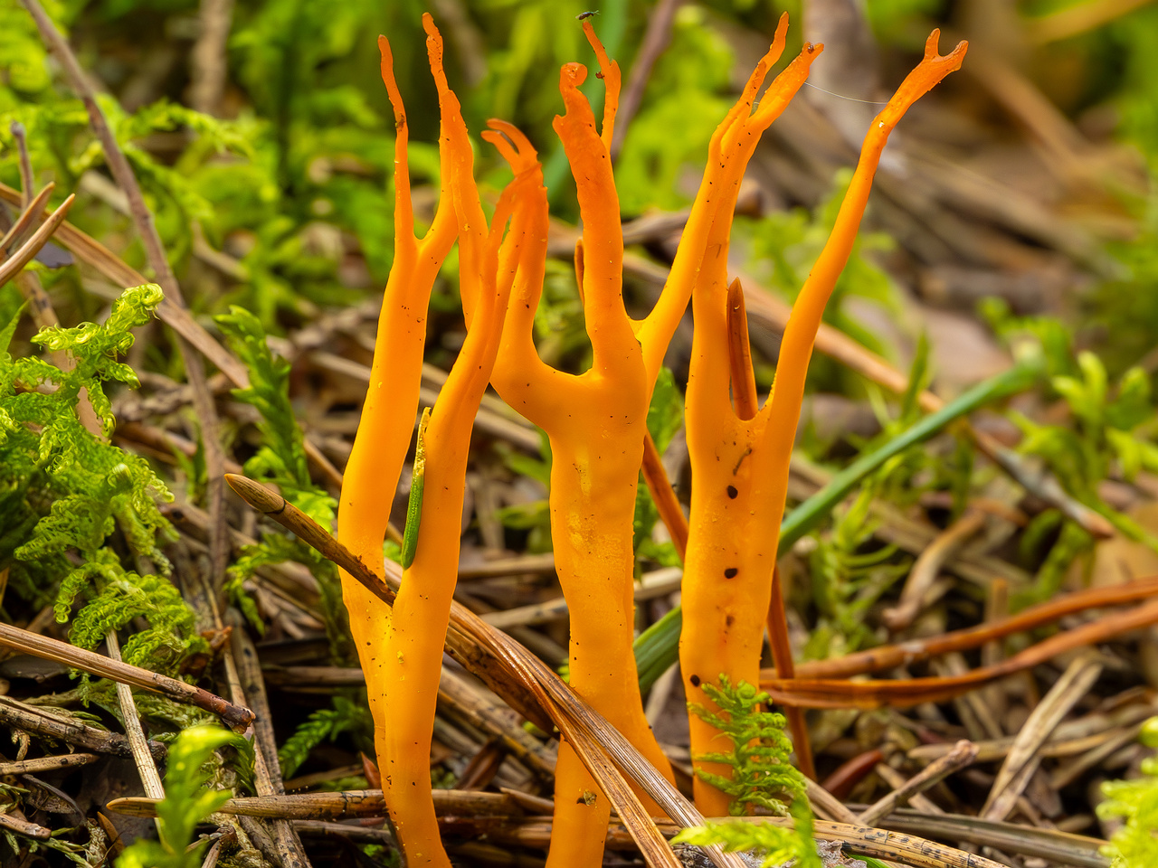 calocera-viscosa_2023-09-10_1-3