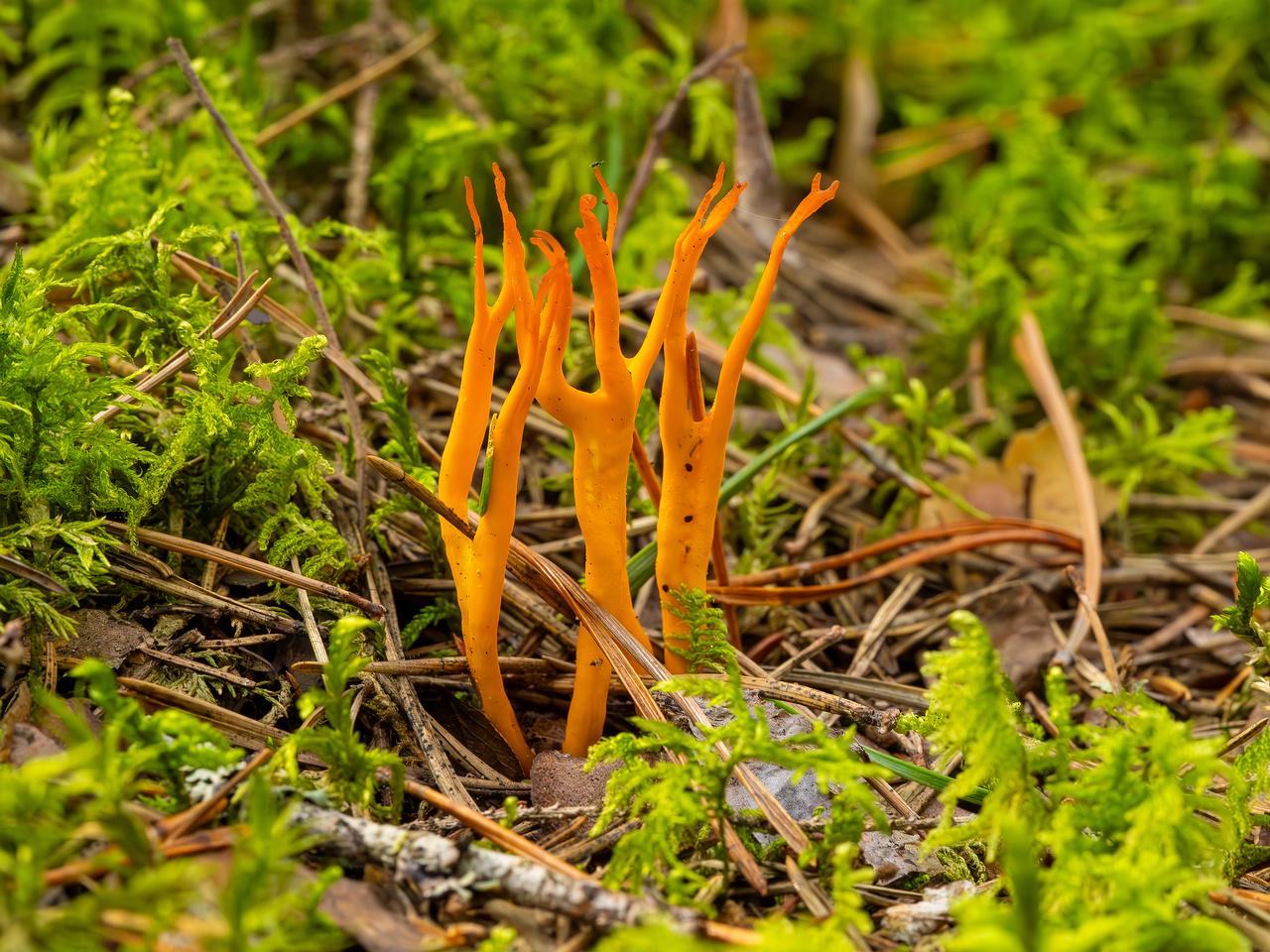 calocera-viscosa_2023-09-10_1-4