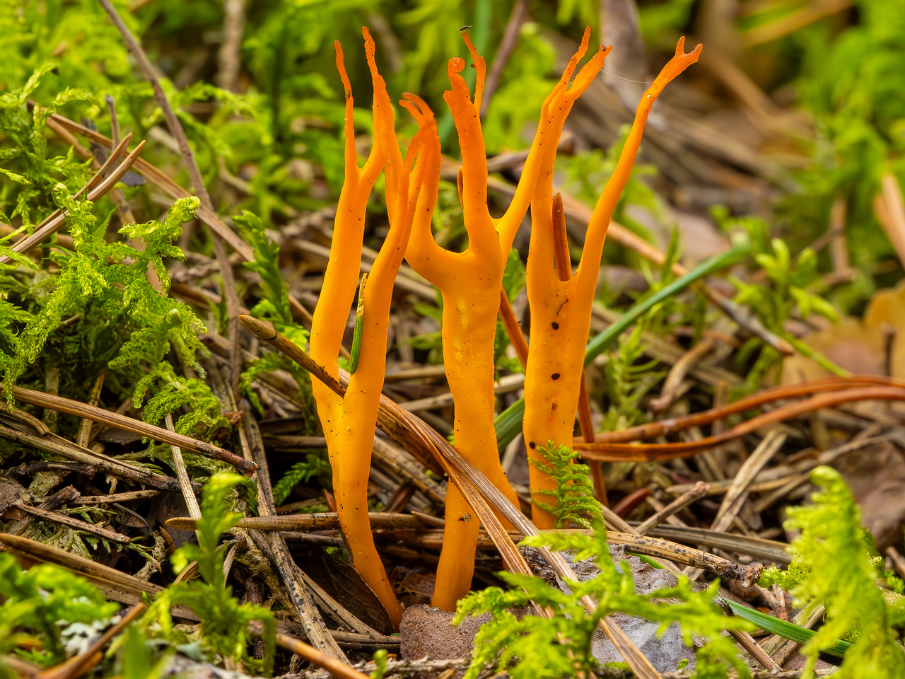 calocera-viscosa_2023-09-10_1-5