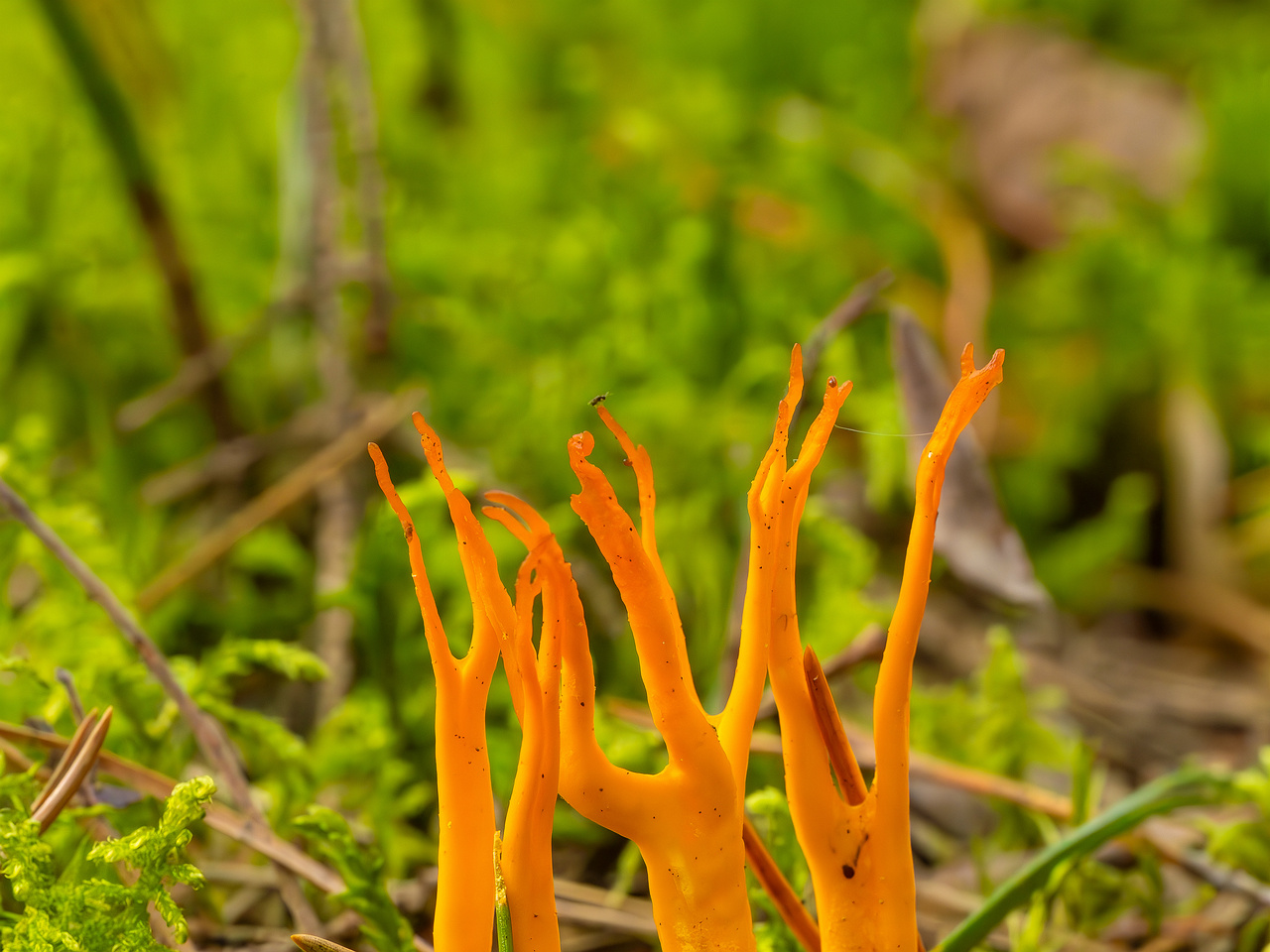 calocera-viscosa_2023-09-10_1-6