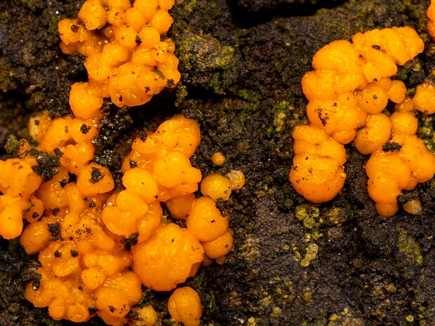 Дакримицес исчезающий - Dacrymyces stillatus