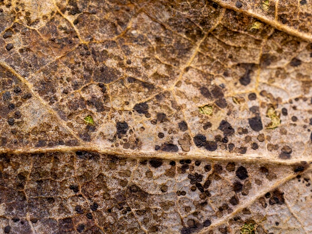 Микосфереллавые - Mycosphaerellaceae