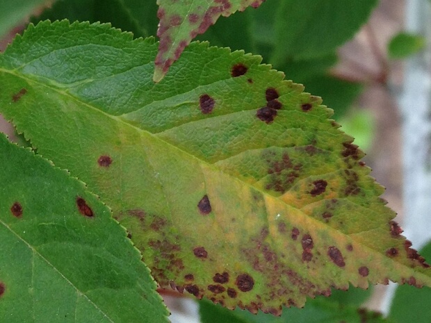 Дотидеевые - Dothideales Dothideales are an order of bitunicate fungi consisting mainly of saprobic or plant parasitic species.