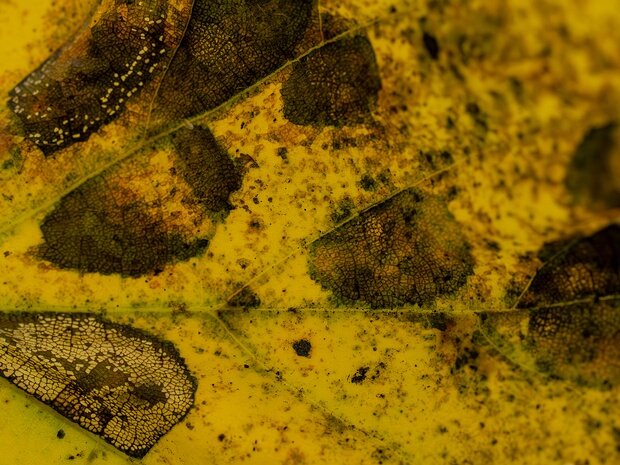 Плеоспоровые - Pleosporales The Pleosporales is the largest order in the fungal class Dothideomycetes. By a 2008 estimate it contains 23 families,...