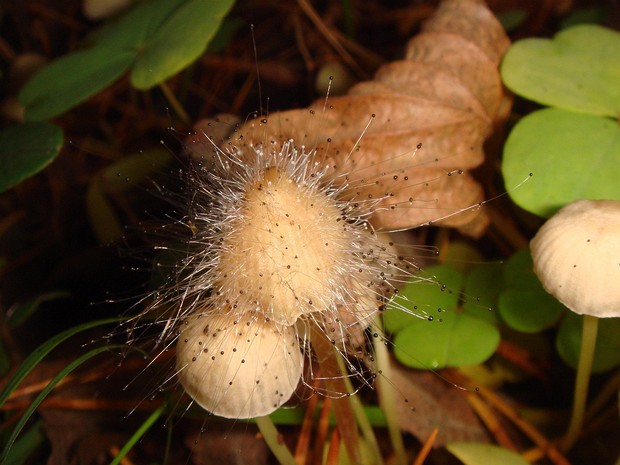 Фикомицетовые - Phycomycetaceae The Phycomycetaceae are a family of fungi in the order Mucorales. Species in this family are widespread, but more common...