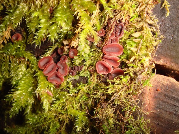Ascocoryne cylichnium - Аскокорина цилиндрическая - Cylindrical Jelly Club - Zylindrischer Kelchbecherling
