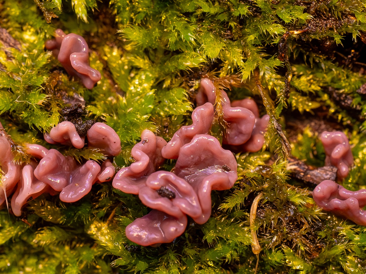 Ascocoryne sarcoides _2025-10-10_1-3