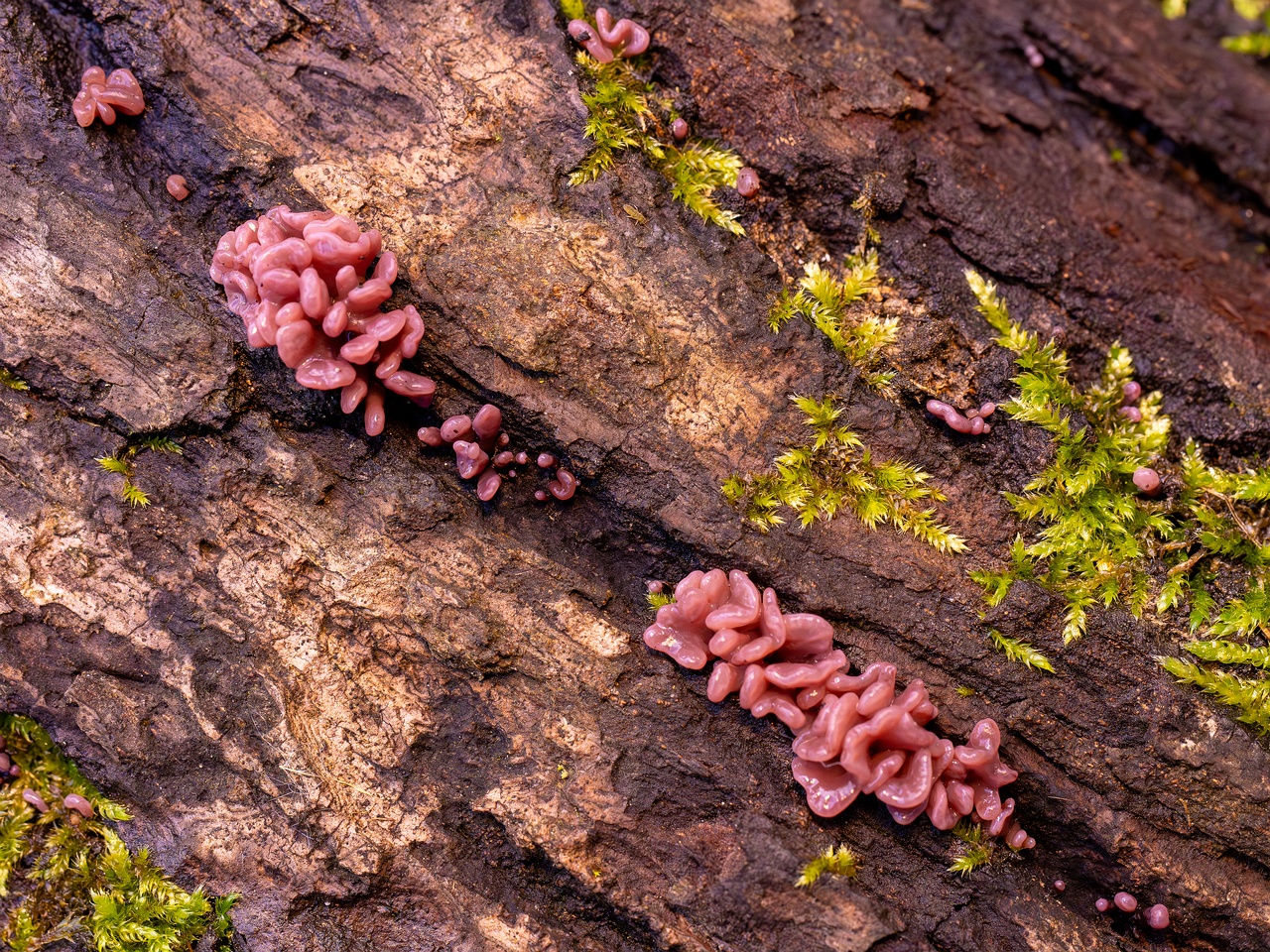 Ascocoryne sarcoides _2025-10-10_1-5