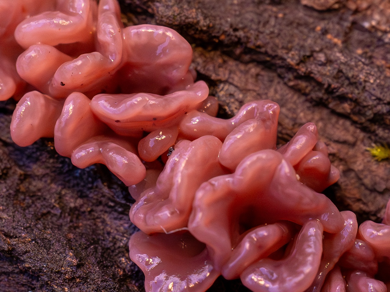 Ascocoryne sarcoides _2025-10-10_1-7