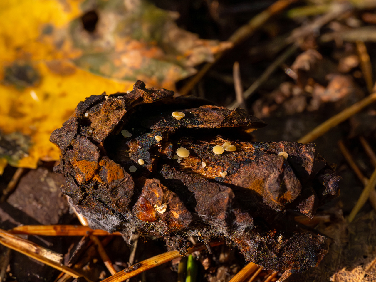 hymenoscyphus-lutescens_2024-09-22_1-1