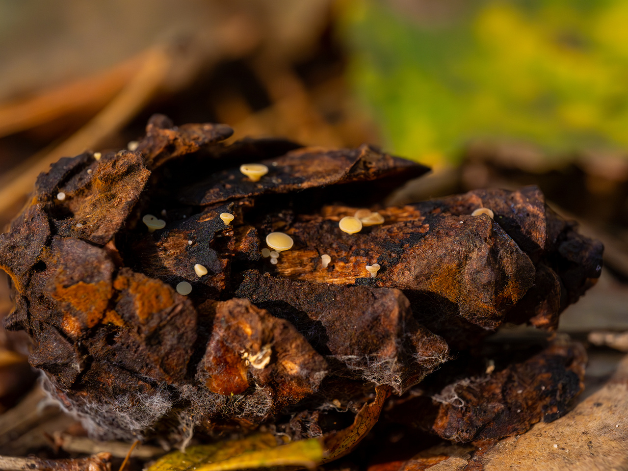 hymenoscyphus-lutescens_2024-09-22_1-10