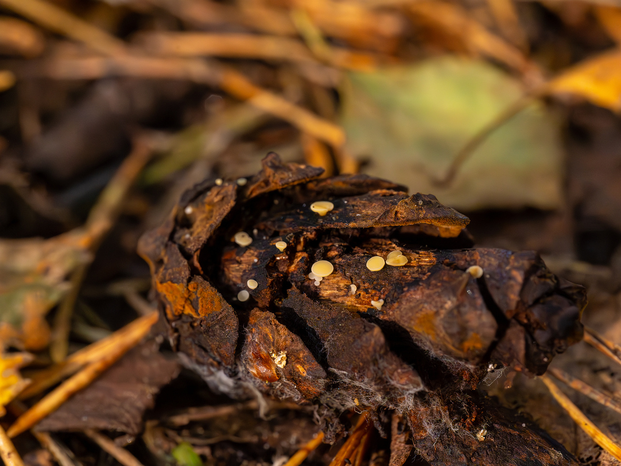 hymenoscyphus-lutescens_2024-09-22_1-3