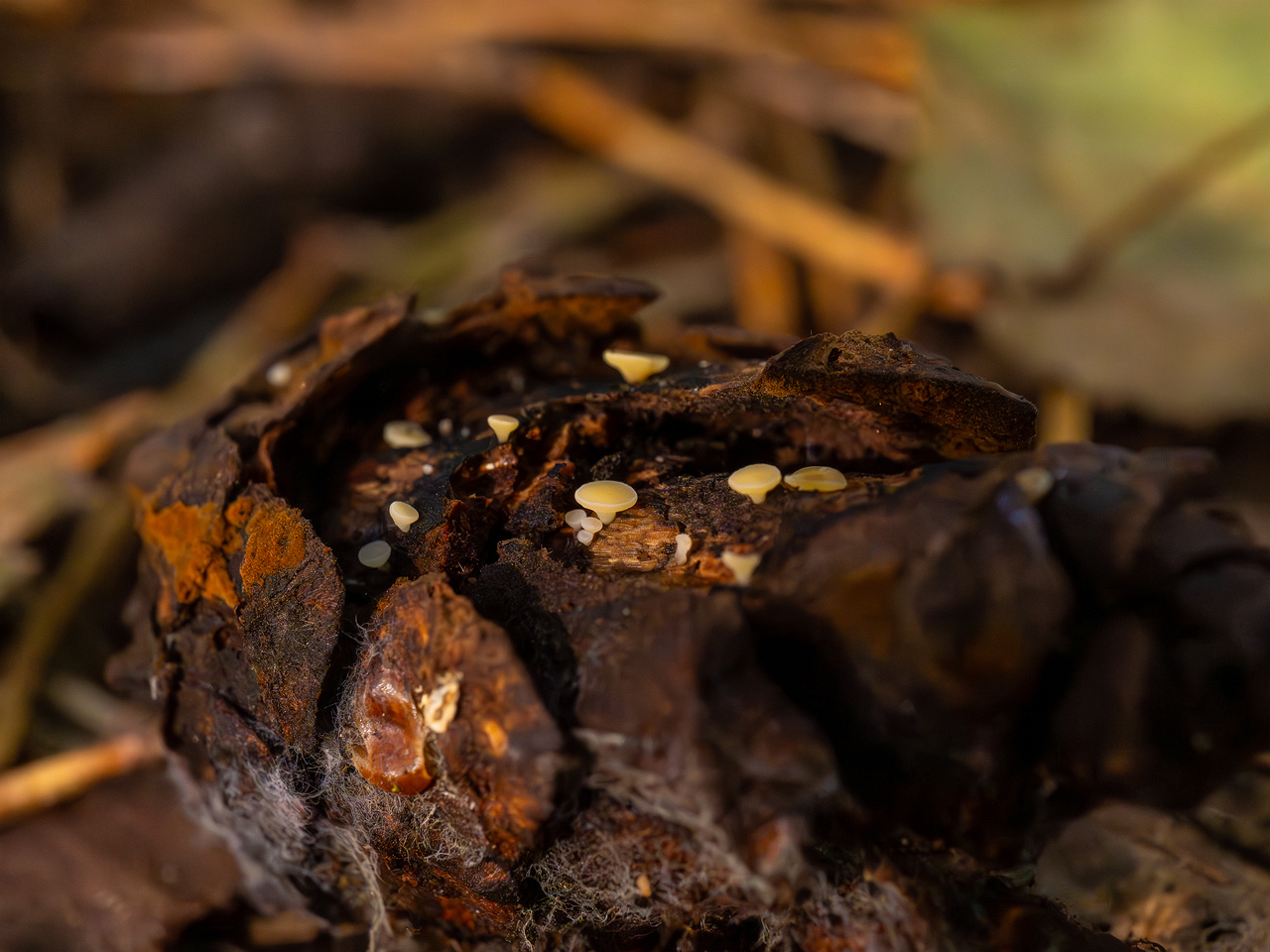 hymenoscyphus-lutescens_2024-09-22_1-5