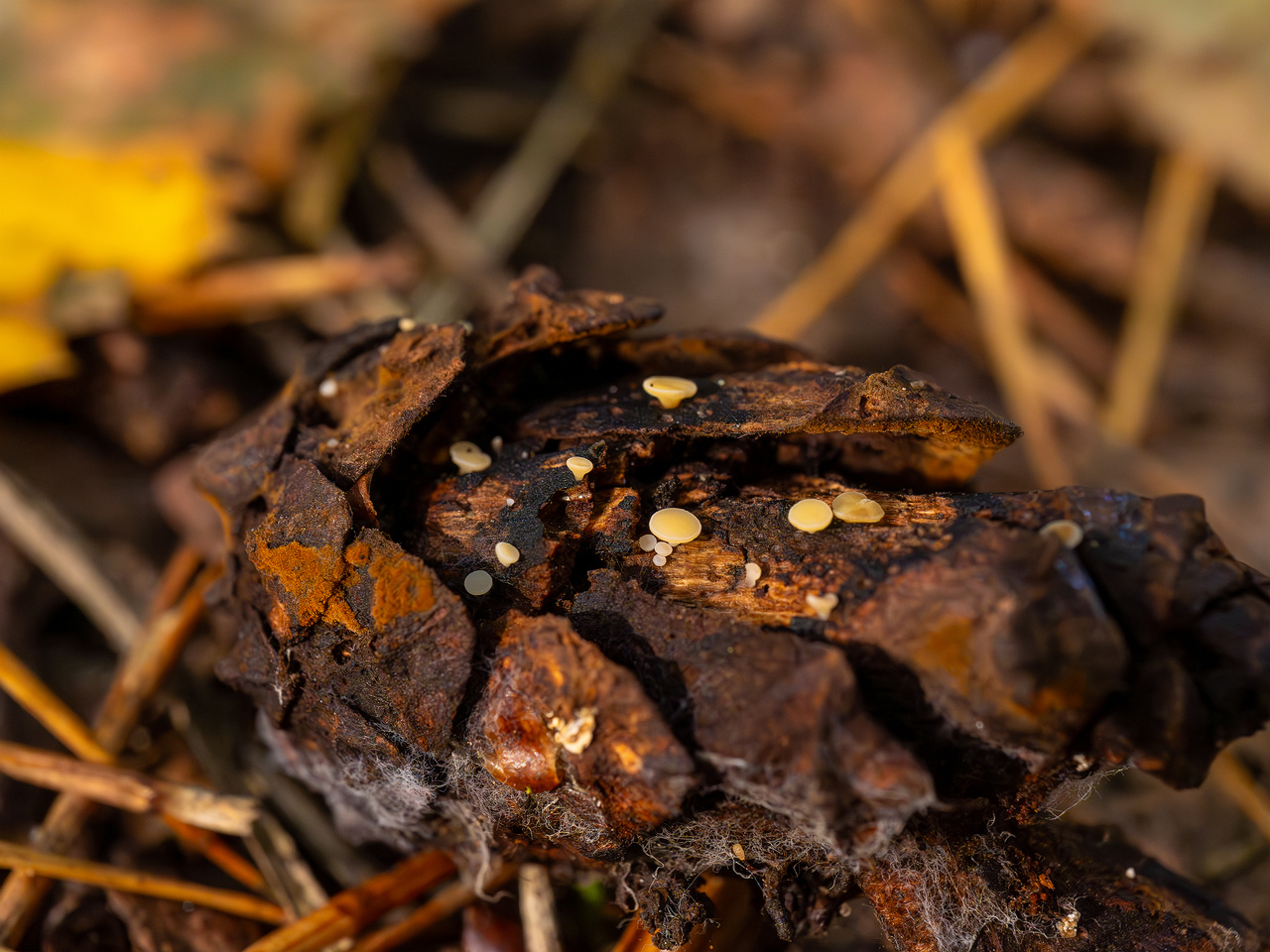 hymenoscyphus-lutescens_2024-09-22_1-6