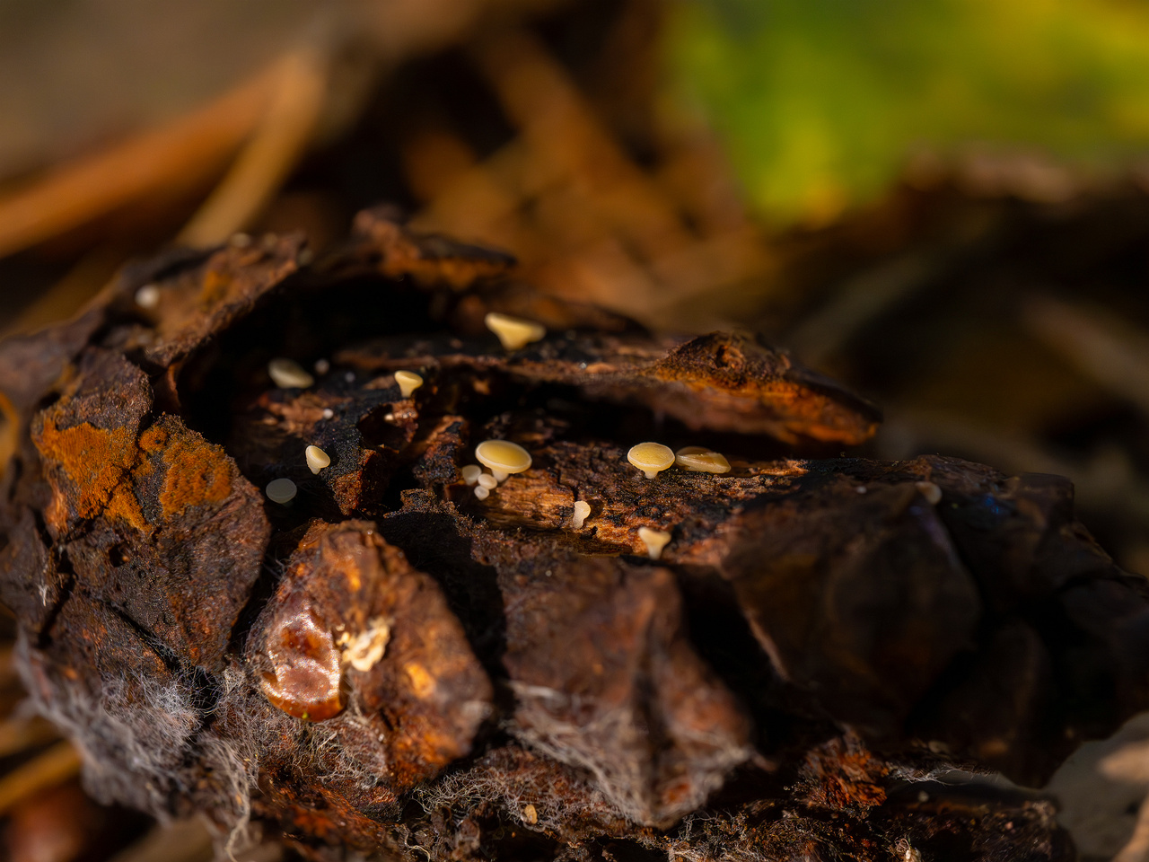 hymenoscyphus-lutescens_2024-09-22_1-8