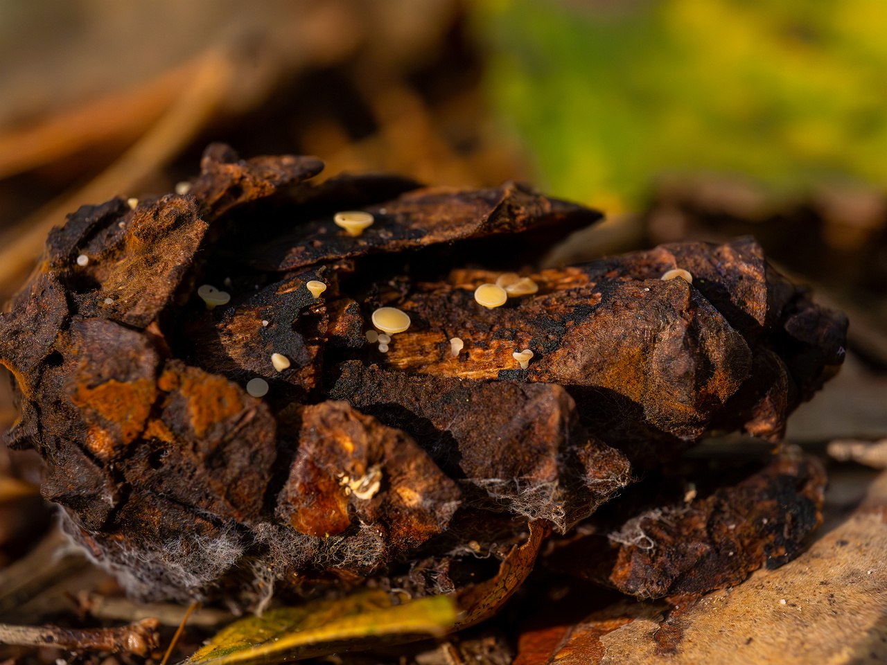 hymenoscyphus-lutescens_2024-09-22_1-9