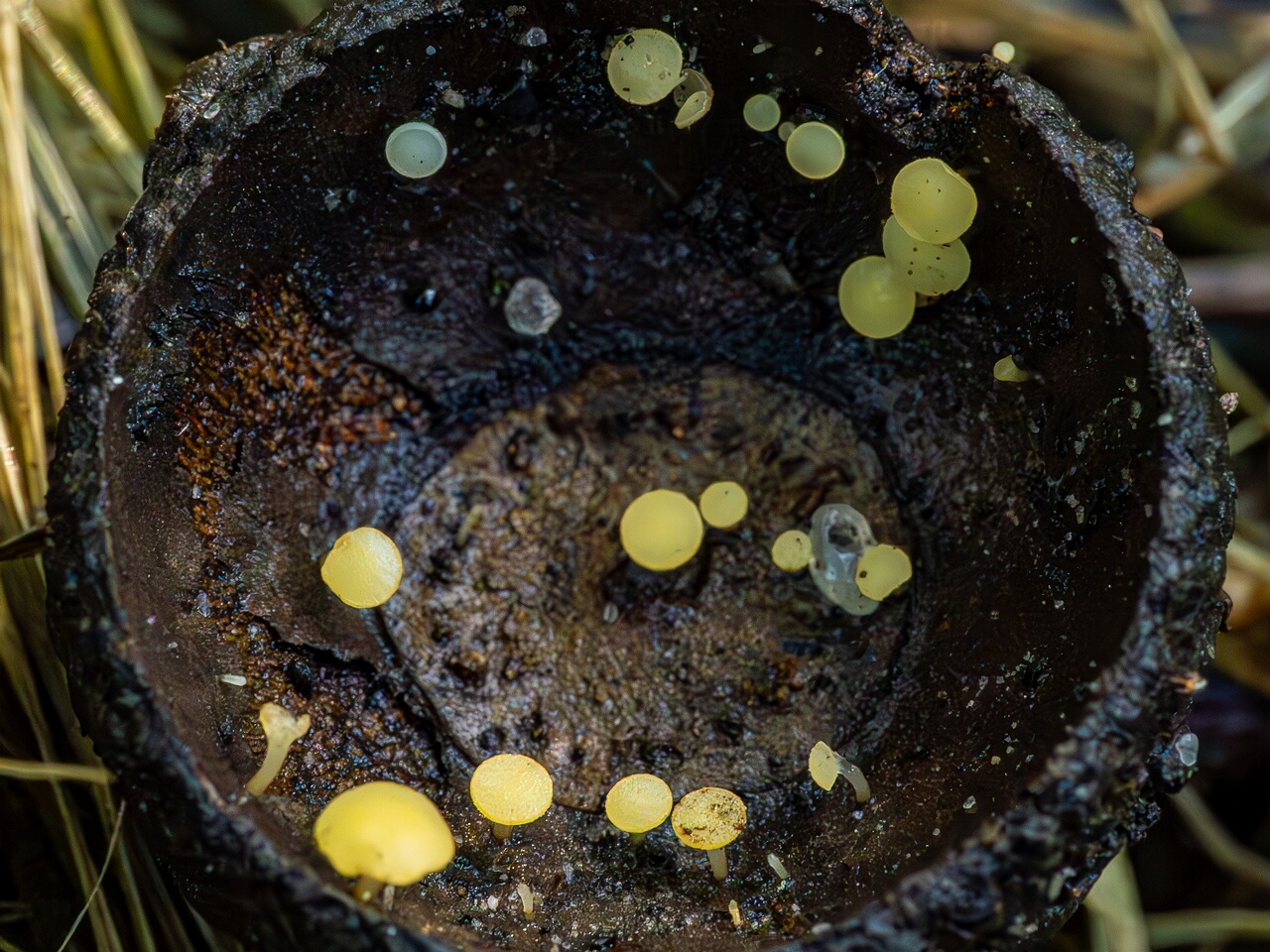 !!Hymenoscyphus fructigenus _2023-09-03_1-2