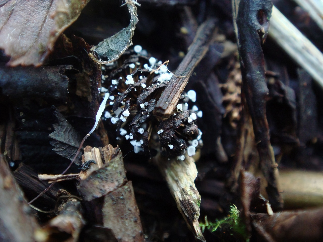 DSC_10444.jpg