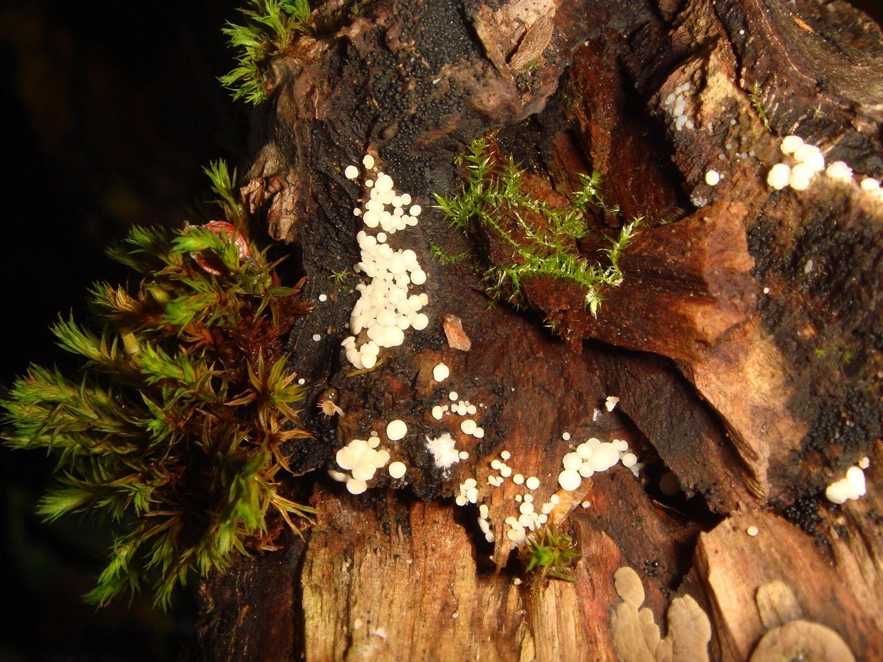 fungi-0001614