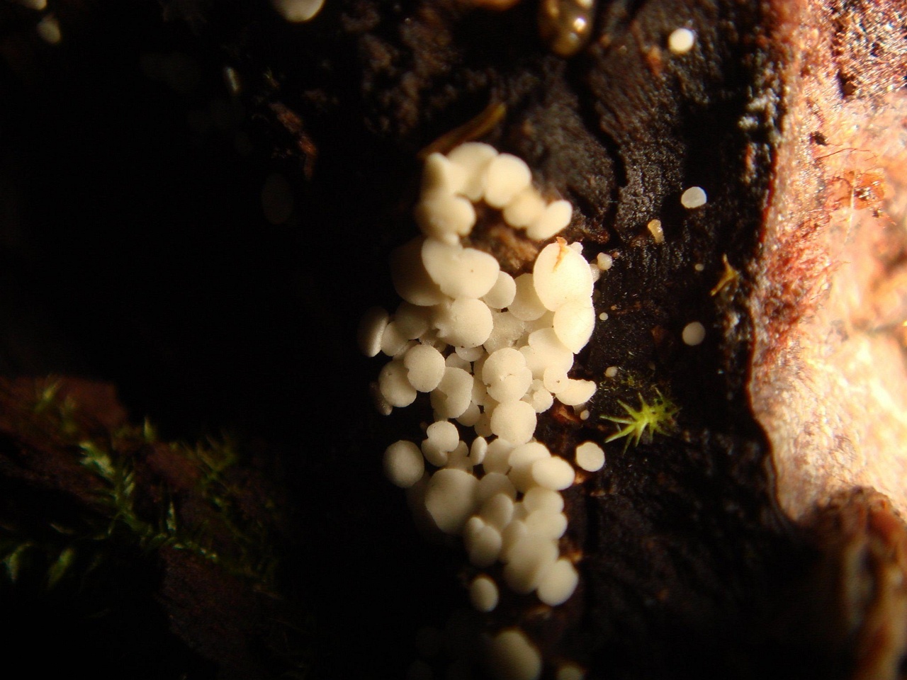 fungi-0001615