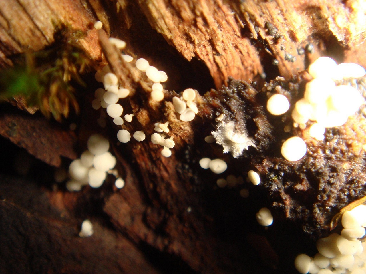 fungi-0001616