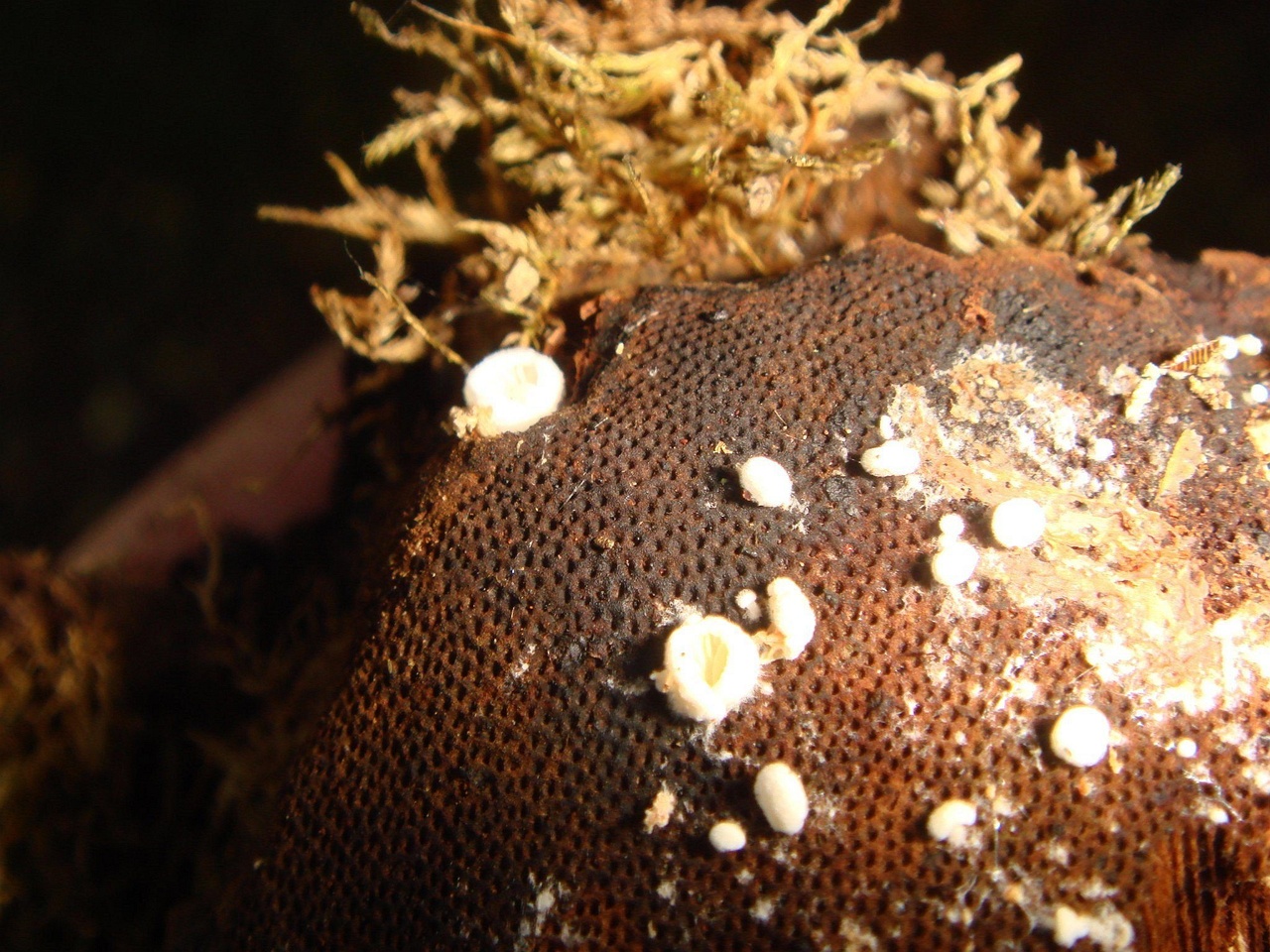 fungi-0001624