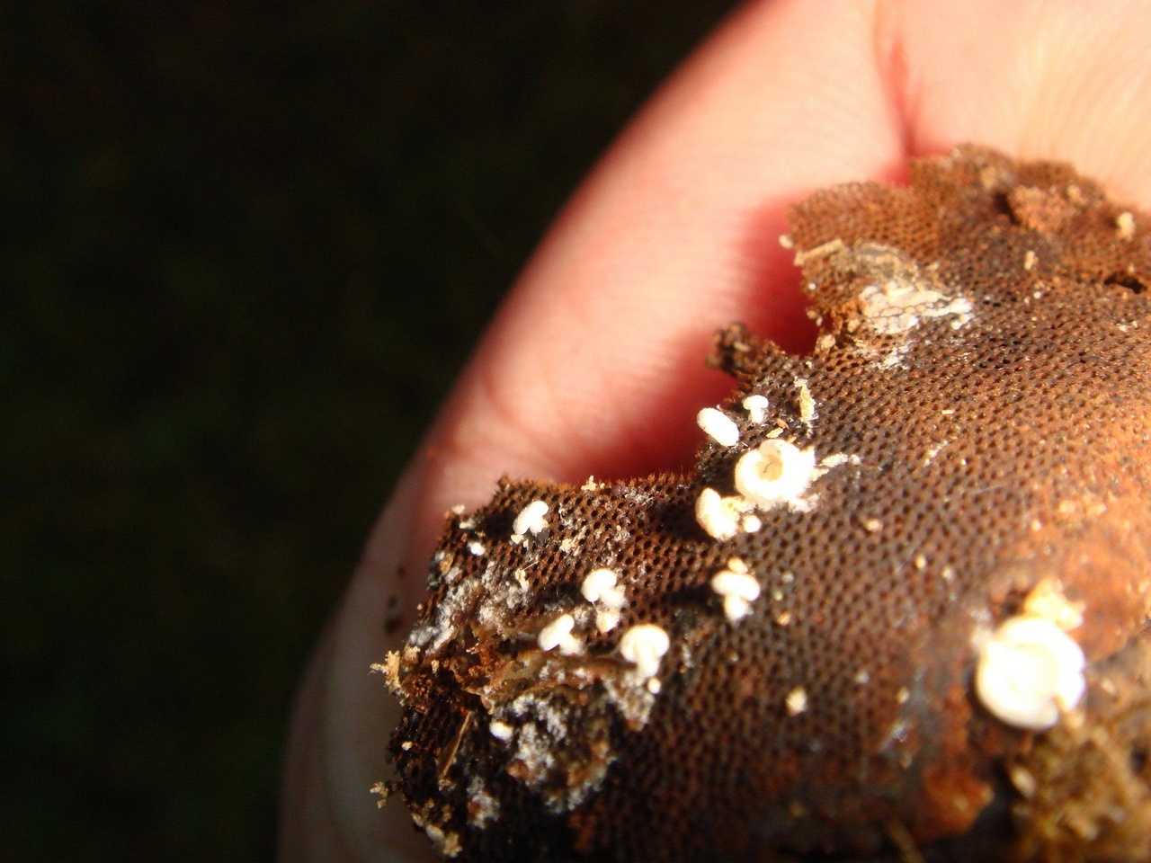 fungi-0001625