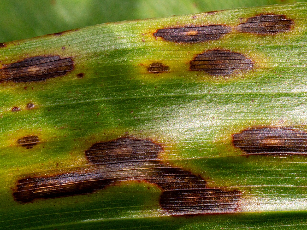 !Gloeosporium convallariae _2026-08-21_1-9